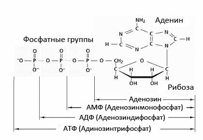 АТФ: ЭНЕРГЕТИЧЕСКАЯ ВАЛЮТА.Бесспорно, самой важной молекулой в нашем организме с точки зрения ...