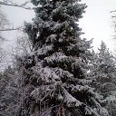 ���� ��������, ��������, 68 ��� - ��������� 3 ������� 2015 � ������ ���� ����������