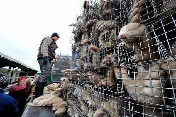Им сдирают шкуры заживо, они еще долго и мучительно умирают..цена вашей шубы!!! ЗАДУМАЙТЕСЬ!!!!!!!