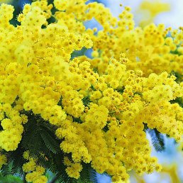 ������ ���������, ��������, 49 ���