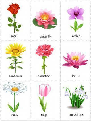 Flowers.  - pansies - aster - frican marigold - begonia - ...