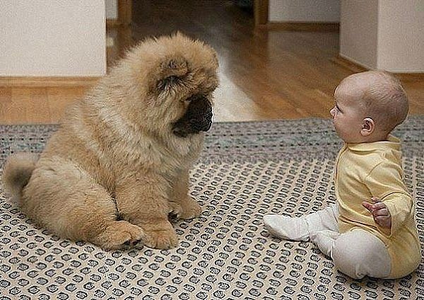 - Мам! Я че то не понял... Это мне щенка подарили или меня щенку?!