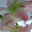 ���� Radogneva, �����, 37 ��� - ��������� 12 ������ 2016 � ������ ������