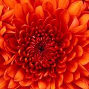 ���� ����, ����, 39 ��� - ��������� 2 ������� 2016