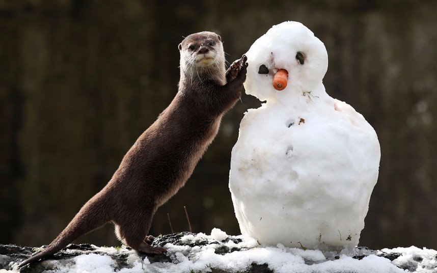  .#animal@travel.blog