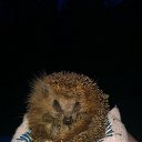 ���� No, ������ - ��������� 14 ������ 2016