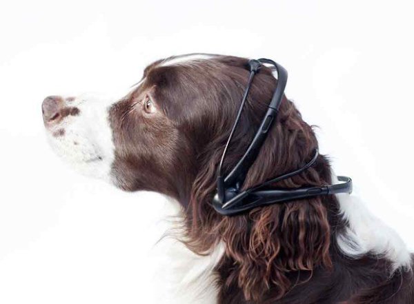 No More Woof — устройство для чтения собачьих мыслей.Команда разработчиков Nordic Society for ... - 2