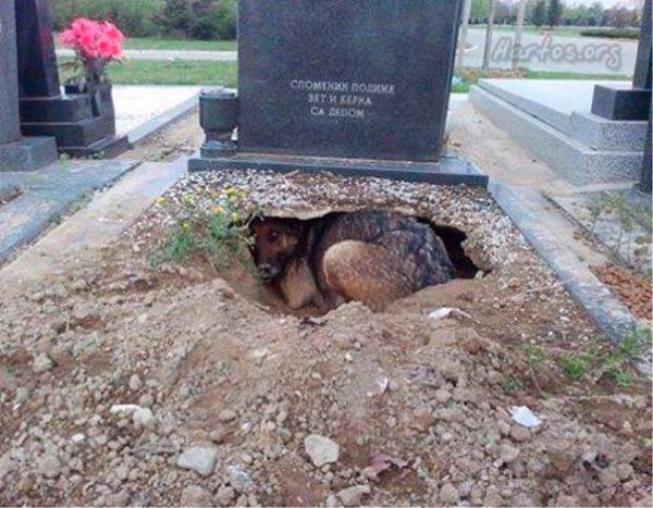 Собака - единственное животное, которое любит тебя больше, чем себя