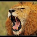 ���� �������, ��������, 49 ��� - ��������� 11 ������ 2015 � ������ ���� ����������