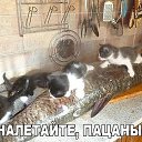 ���� �����, ������, 36 ��� - ��������� 26 ������� 2015 � ������ ���� ����������
