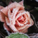  ••,  -  15  2015   