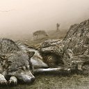  #/Predator/#,  -  24  2015    