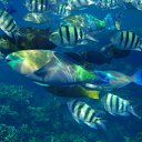  , , 59  -  16  2015    Ż