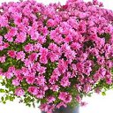 ���� ����, ������, 44 ���� - ��������� 2 ������� 2015 � ������ ���� ����������