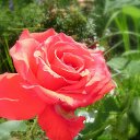 ���� ������, ������, 67 ��� - ��������� 27 �������� 2015 � ������ ������ ��������