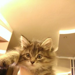 ���������, ������, 57 ���