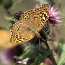 ���� �������, �����, 61 ��� - ��������� 7 ������ 2016 � ������ ������ ��������