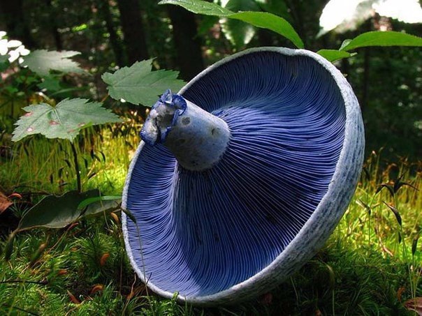 Млечник голубой (Lactarius indigo). Довольно распространенный вид грибов, растет в восточной части ...