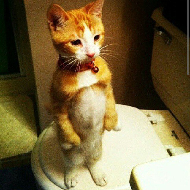    ?..