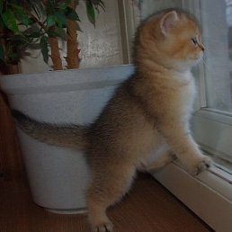 ���������, ���������, 37 ���