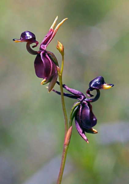    (Caleana Major)