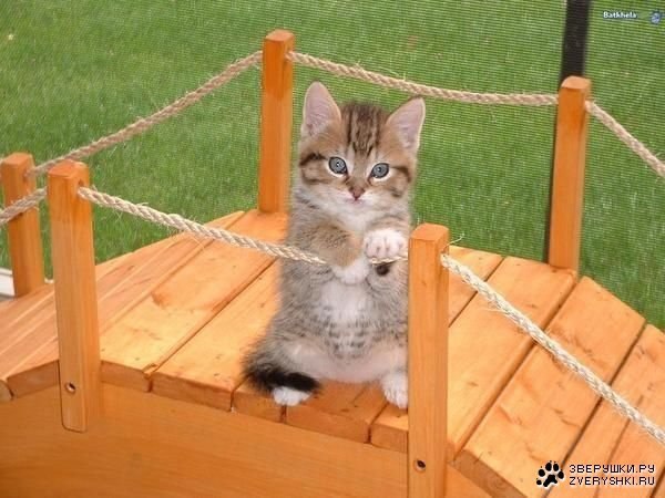 ������ - 8