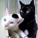 ���� �����, �����-��������� - ��������� 25 ������� 2015 � ������ ������ ��������