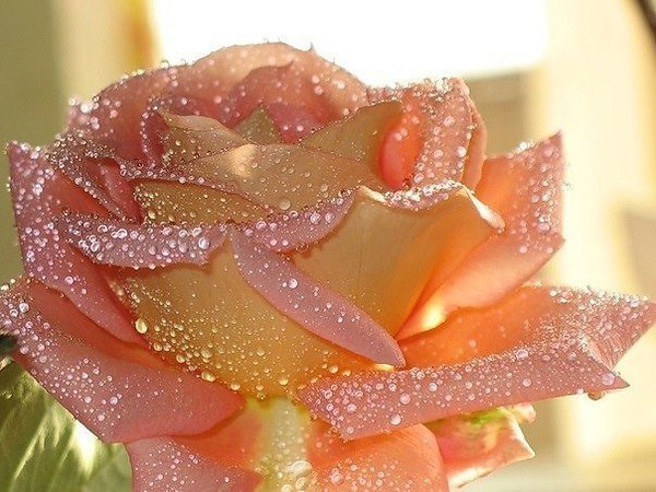 Цветы должны быть без повода. Счастье должно быть настоящим. Дом-тёплым. Любовь должна быть ...