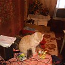 ���� Dmitriy, ���������������, 37 ��� - ��������� 11 ������� 2015 � ������ ���� ����������