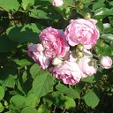 ���� �������, ��������, 66 ��� - ��������� 24 ������� 2015 � ������ ���� ����������