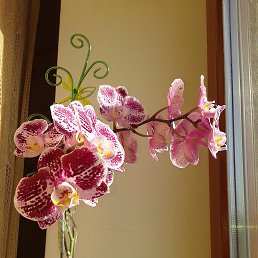 ���� Lionmoon, �����-���������, 55 ��� - ��������� 11 ������ 2015