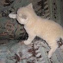 ���� ������, �����-���������, 70 ��� - ��������� 4 ������ 2015 � ������ ����� �����