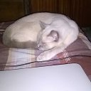 ���� ���������, �����-���������, 47 ��� - ��������� 15 ������� 2016 � ������ ���� �����