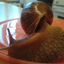 ���� �����, �������� - ��������� 17 ������� 2015 � ������ ���� ��������.�