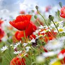 ���� ���, ���������, 73 ���� - ��������� 1 ������� 2015 � ������ ���� ����������