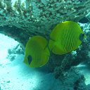 ���� ������, ��������, 61 ��� - ��������� 29 ������� 2015 � ������ ���������� ���