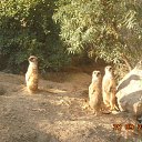 ���� Tomusya, ������ �����, 70 ��� - ��������� 25 �������� 2015 � ������ ���� ������� ����������