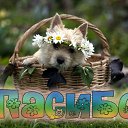 ���� ��������, ���������, 60 ��� - ��������� 4 ������� 2015 � ������ �������� ��������