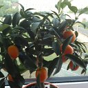 ���� �������, ����� - ��������� 14 ������� 2015 � ������ ���� ����������