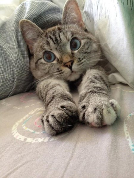 Утро котов и кошек бывает разным, но удивительно похожим на утро людей. - 5
