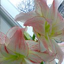 ���� Radogneva, �����, 37 ��� - ��������� 12 ������ 2016 � ������ ������