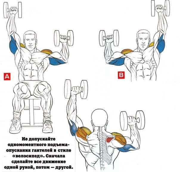 Тренировка плечи бицепс в зале