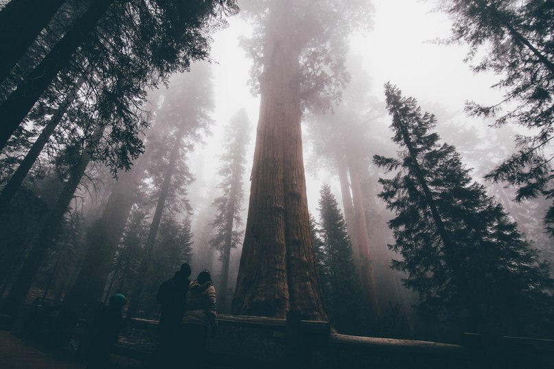 Sequoia National Park, California