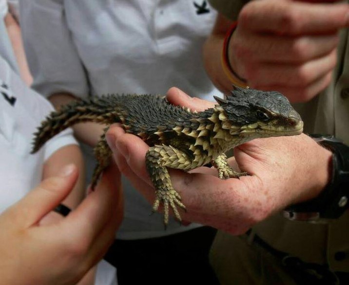         .   Smaug Gigantaeus