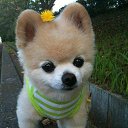 ���� ������, ������, 52 ���� - ��������� 12 ������� 2016