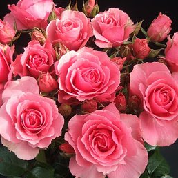 Kamil Izbastinov, ������, 65 ���