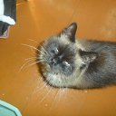 ���� �����, ����������, 41 ��� - ��������� 8 ������� 2015 � ������ ������ ��������