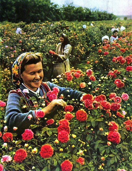 Цветущая юность страны Советов... Фотографии, где Советский Союз цветёт в прямом смысле этого слова. - 6