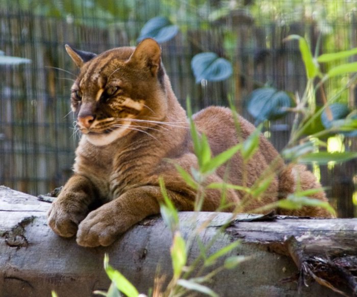     (Catopuma badia).  ,   ...