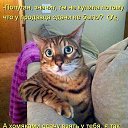  Amba 25rus,  -  5  2016    